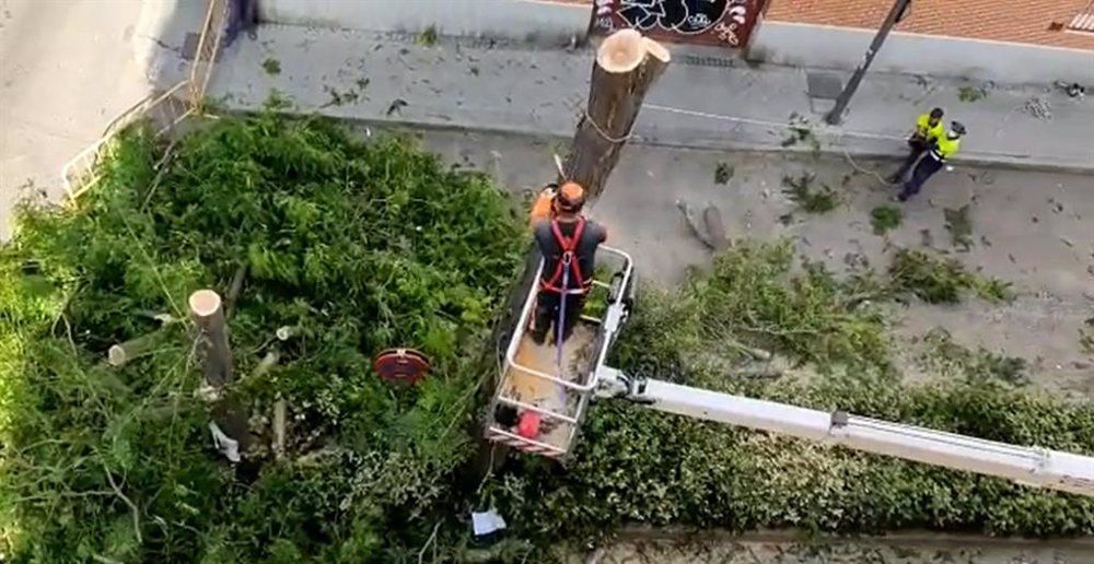 El PSOE alerta de una "tala indiscriminada de árboles" en Puerta del Ángel para crear plazas de aparcamiento