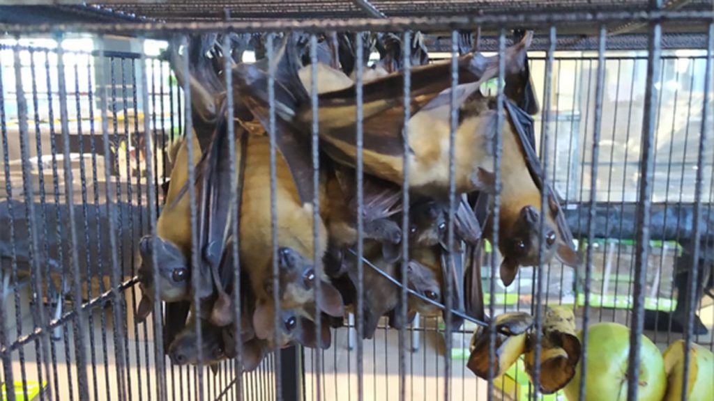 Incautan 30 murciélagos, una boa constrictor y una pitón en la Feria ExpoTerraria de la Casa de Campo