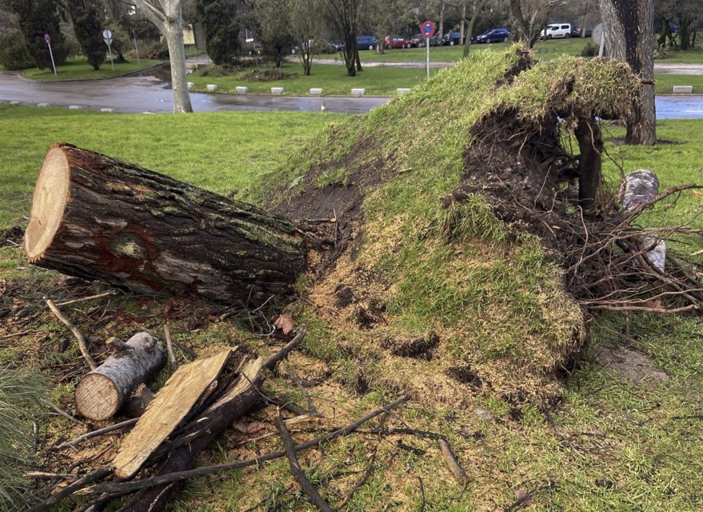 El Ayuntamiento replantará 100.000 árboles para compensar los destrozos de Filomena