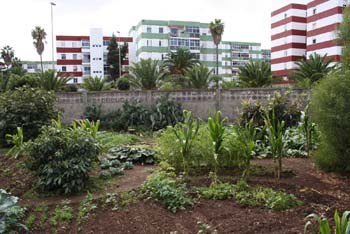 Huerto urbano en La Verdellada (3).jpg