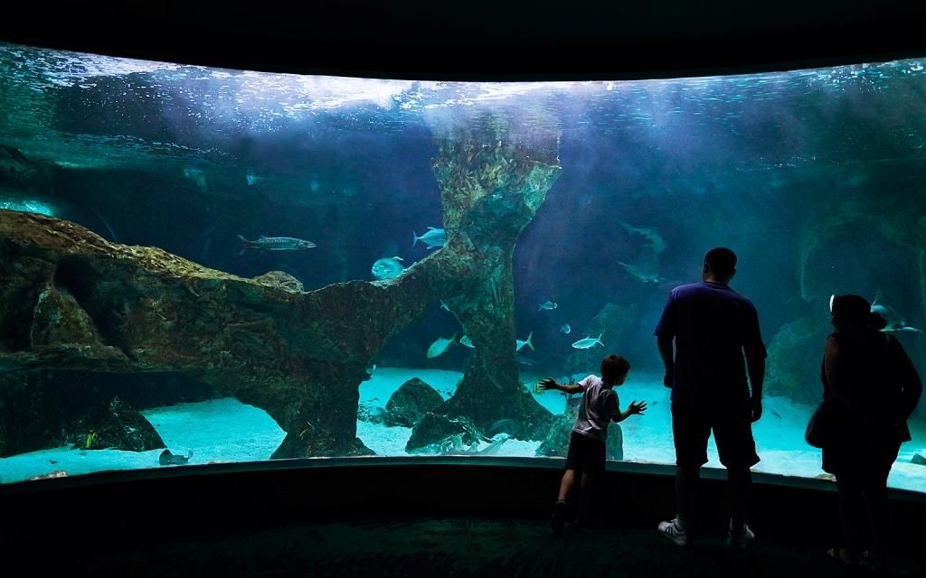 foto-aquarium-zoo-madrid.jpg
