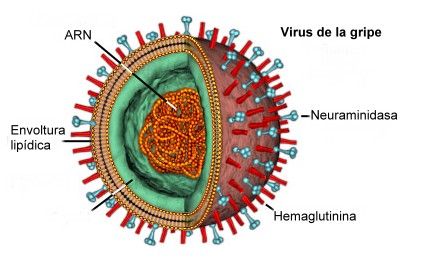 virus-gripe.jpg