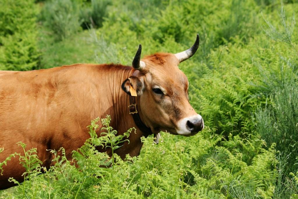 Vaca ganaderÃ­a.jpg