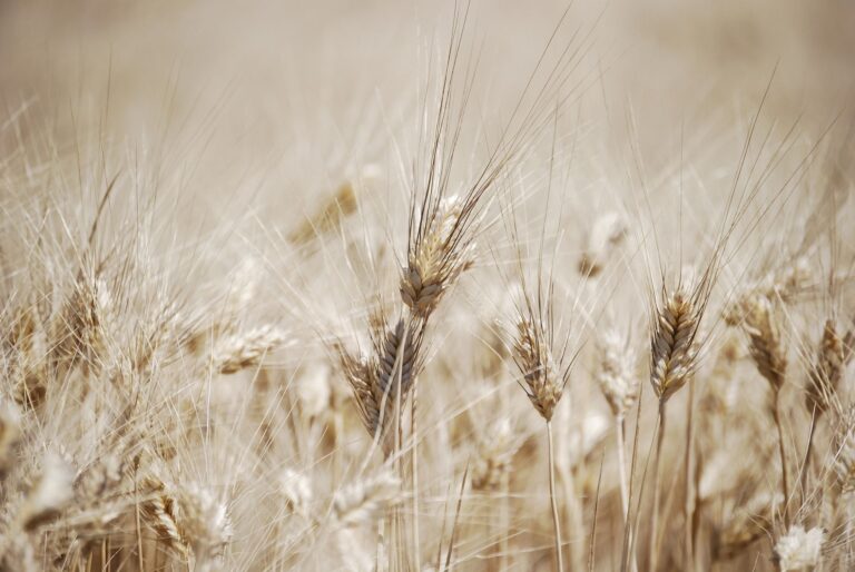 wheat-3028482_1920.jpg