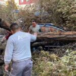 Un enorme árbol cayó sobre un coche en marcha en Príncipe de Vergara