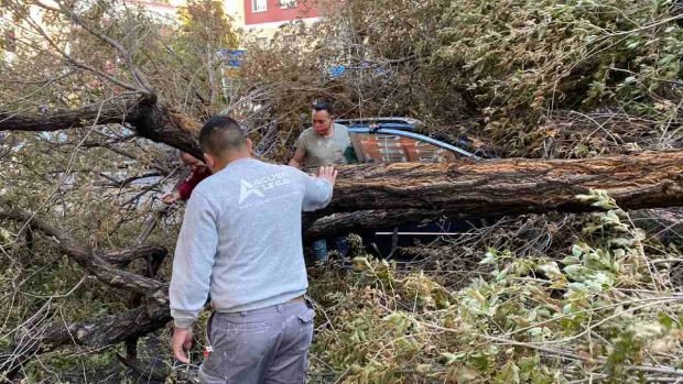 Un enorme árbol cayó sobre un coche en marcha en Príncipe de Vergara