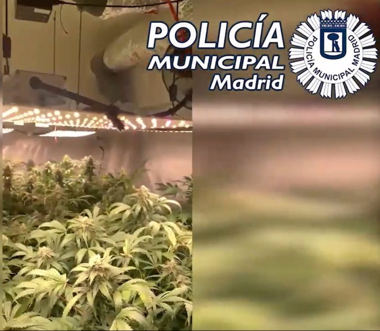 Dos detenidos y 97 plantas de marihuana requisadas en el sótano de una inmobiliaria en Chamberí