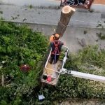 El PSOE alerta de una "tala indiscriminada de árboles" en Puerta del Ángel para crear plazas de aparcamiento