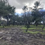 Un total de 10.000 árboles serán replantados en la Casa de Campo tras perder más de 72.300 por Filomena