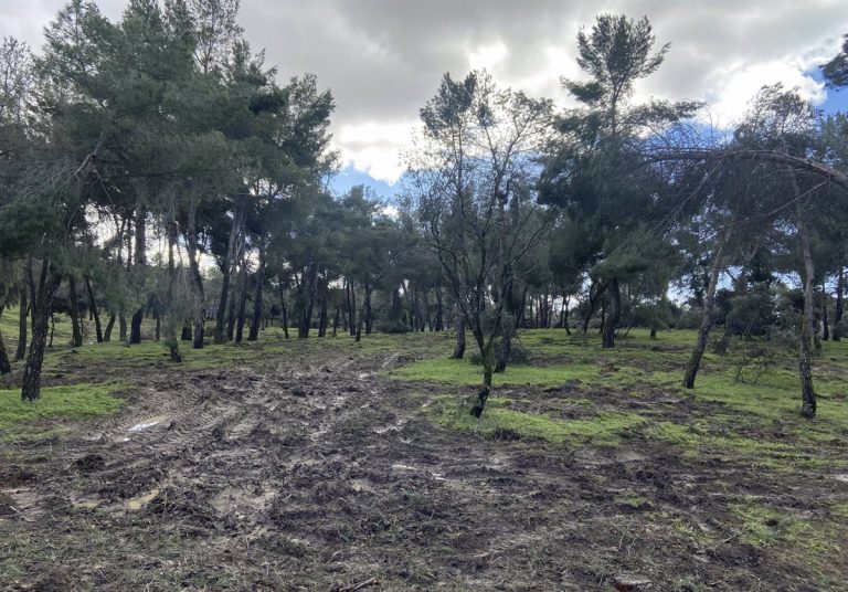 Un total de 10.000 árboles serán replantados en la Casa de Campo tras perder más de 72.300 por Filomena