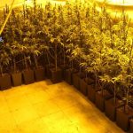 Tres detenidos y desmantelada una plantación indoor de marihuana en el distrito de Latina