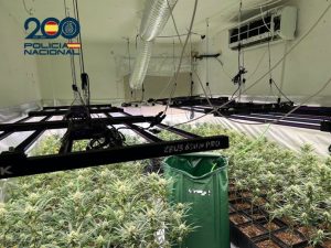 Desmantelado un cultivo indoor con 370 plantas de marihuana en un piso de Moratalaz