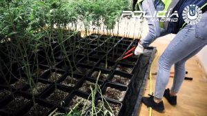 Localizada una plantación de marihuana con 769 plantas en un edificio de oficinas en Carabanchel