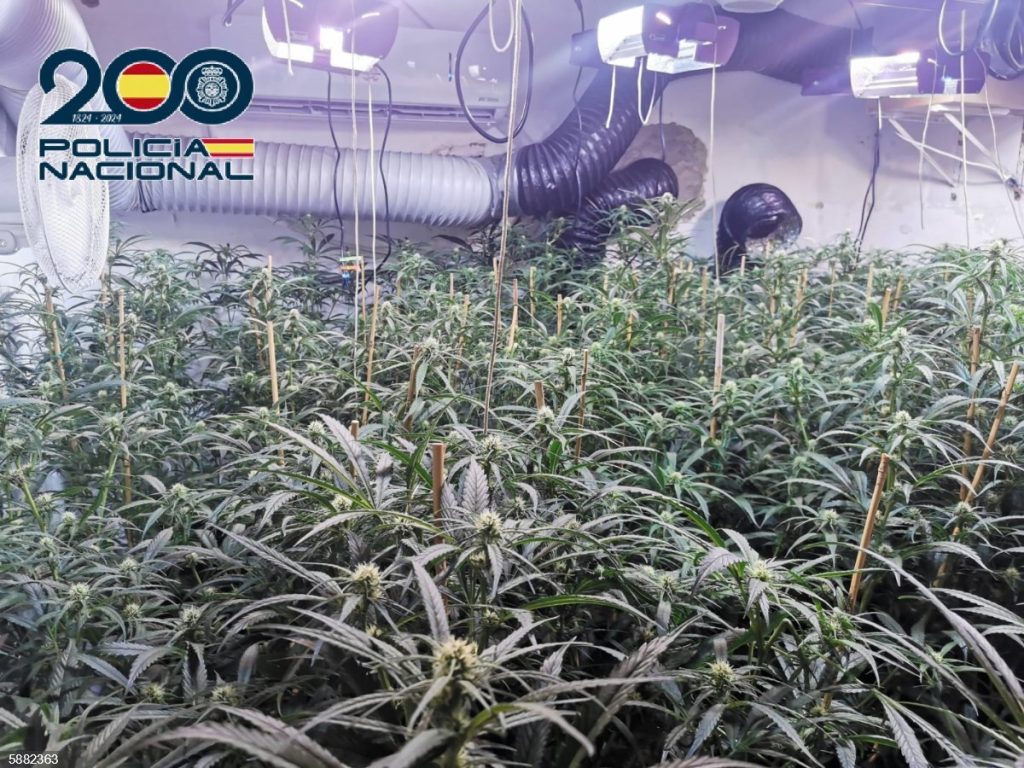Un detenido y 890 plantas de marihuana requisadas en un taller de vehículos de Villaverde