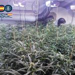 Un detenido y 890 plantas de marihuana requisadas en un taller de vehículos de Villaverde